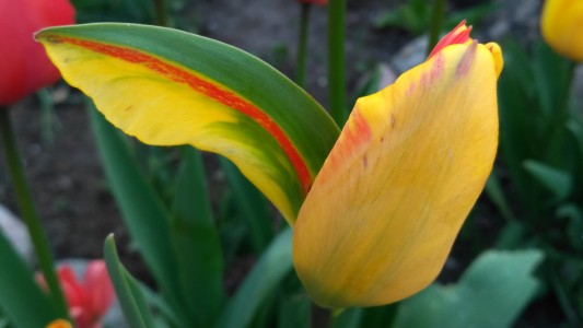 Wyróżnienie Tulipan [fot. Dariusz Laskowski]